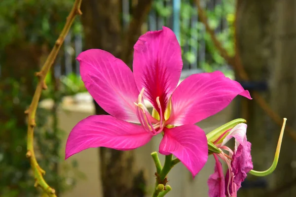Close Beautiful Blooming Pink Bauhinia Purpurea Flowers — Stock Photo, Image