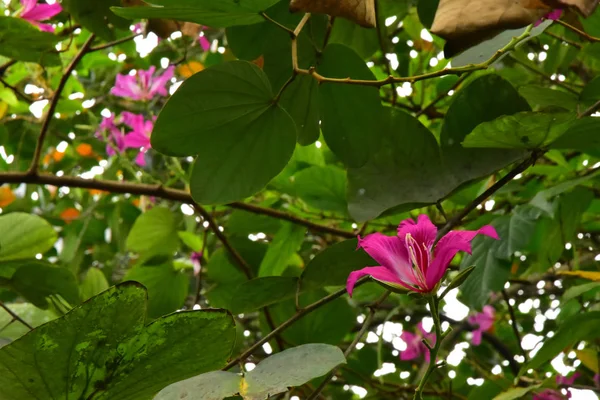 Gros Plan Belle Floraison Rose Bauhinia Purpurea Fleurs — Photo