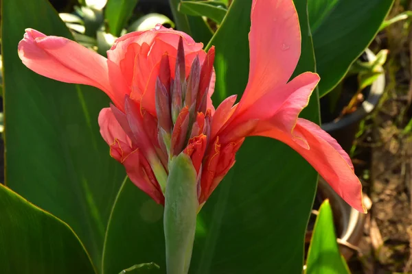 Kırmızı Turuncu Canna Lily Çiçek Yeşil Yaprakları Ile Telifsiz Stok Imajlar
