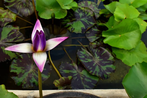 Lila Sárga Nelumbo Nucifera Lotus Víz Medencében — Stock Fotó