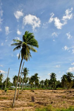 Manyok plantasyon ve mavi gökyüzü arka plan parlak