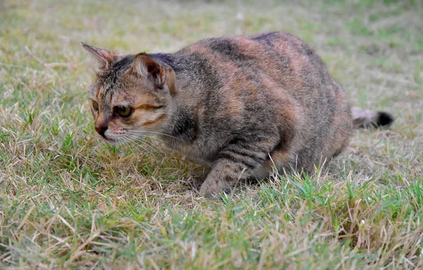 Gato Tabby Amigável Cinza Interessante Alguns Alimentos Campo Grama — Fotografia de Stock