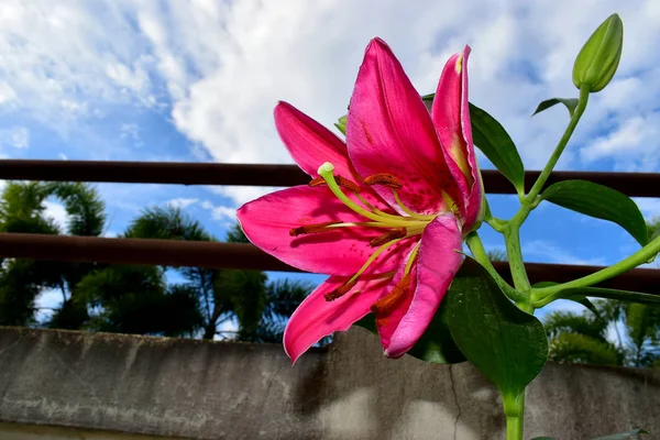 Nádherné Růžové Lilie Pylu Pozadí Modré Oblohy — Stock fotografie