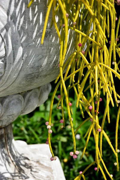 Asian Closeup Blooming Mistletoe Cactus — Stock Photo, Image