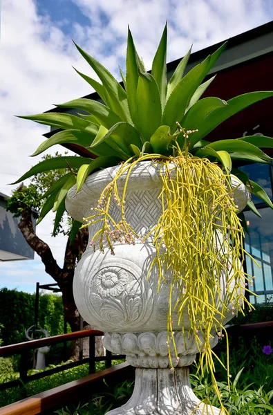 Den Asiatiska Närbild Blommande Mistel Kaktusen Stockfoto