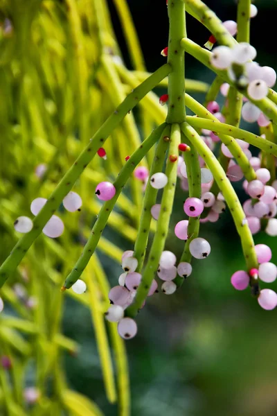 Den Asiatiska Närbild Blommande Mistel Kaktusen Stockfoto