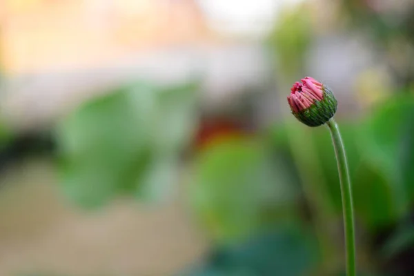 Brote Pequeño Cerca Flor Rosada Gerbera — Foto de Stock