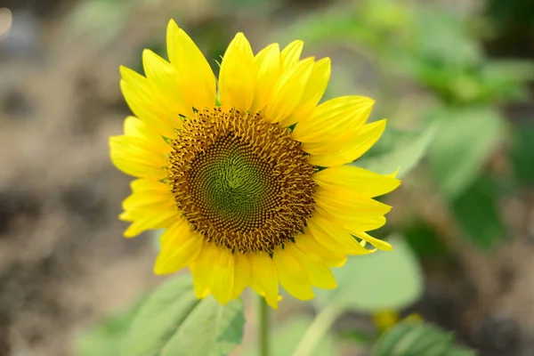 Primo Piano Del Bellissimo Fiore Del Sole Con Molti Pollini — Foto Stock