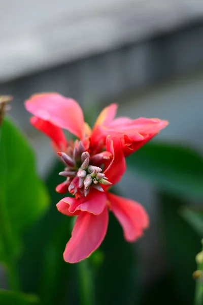 Makro Pembe Canna Lily Çiçek Üst Telifsiz Stok Imajlar