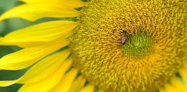 Küçük Arı Ile Güzel Ayçiçeği Kapatın — Stok fotoğraf