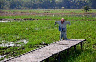 Pirinç Tarlaları ve Korkulukla Tahta Köprü