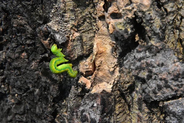 Movimento Lento Uma Lagarta Verde Casca Madeira — Fotografia de Stock