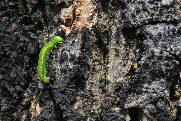 Замедление Движения Зеленой Гусеницы Деревянной Коре — стоковое фото