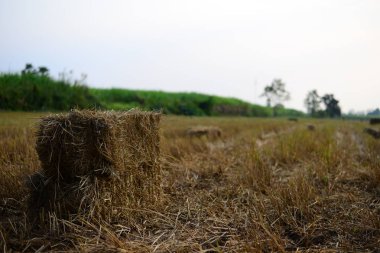 The Rice Straw hay in the countryside farm with morning sky