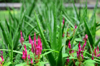 Mor ve beyaz Cockscomb çiçek ve Bahçe Aloe vera