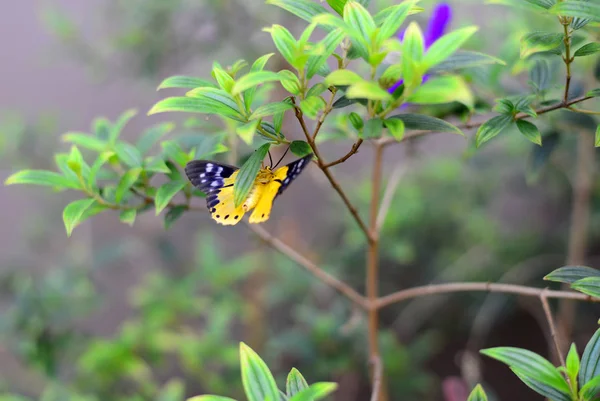 Borboleta Amarela Preta Asiática — Fotografia de Stock