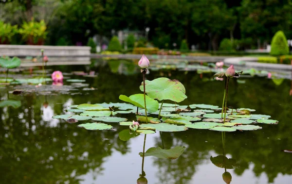 Pink Lotus Leaves Water Pool — Stock Photo, Image