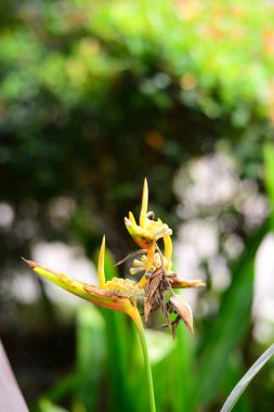 Arka plan bulanık ile Costus Woodsonii sarmal kızıllar çiçek kurutulmuş