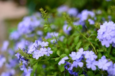 Güzel Mavi Çiçek adı Plumbago auriculata Lam