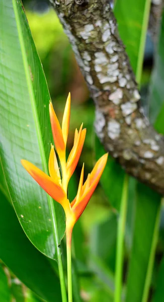 Wooden Bark Background Fresh Yellow Heliconia — 스톡 사진