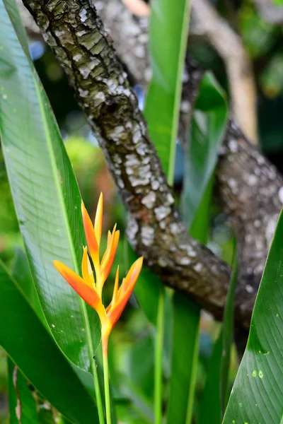 Wooden Bark Background Fresh Yellow Heliconia — 스톡 사진