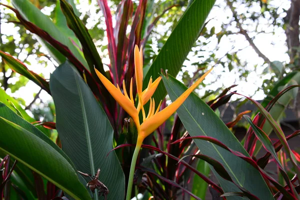 Bulanık Arkaplan Ile Heliconia Sarı Meşale Çiçeği — Stok fotoğraf