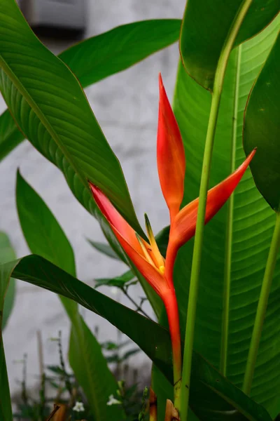Όμορφο Orang Heliconia Πράσινο Λουλούδι Πυρσό Φόντο Πράσινο Φύλλα — Φωτογραφία Αρχείου