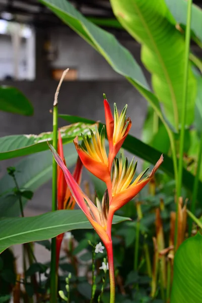 Die Schöne Heliconia Orang Grüne Fackelblume Mit Grünem Blätterhintergrund — Stockfoto