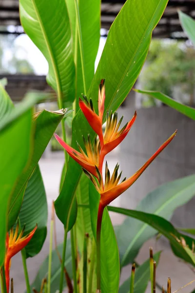 Bela Flor Tocha Verde Heliconia Orang Com Folhas Verdes Fundo — Fotografia de Stock