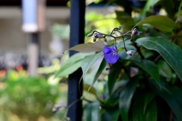 Hermosa Flor Violeta — Foto de Stock