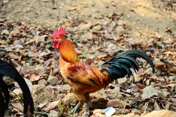 Beautiful Red Rooster Walking Ground — Stock Photo, Image