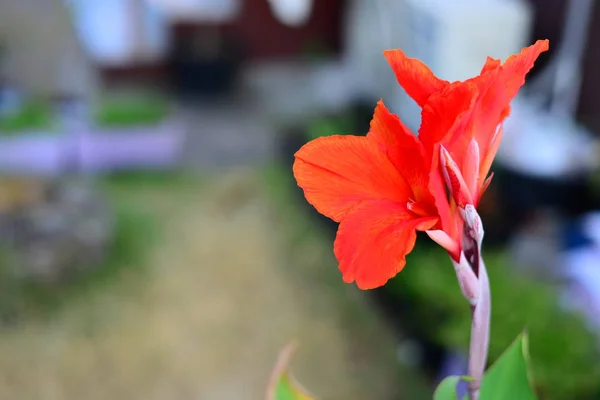 Red Canna Blommor Med Suddig Bakgrund Stockbild