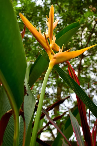 Tekintettel Sárga Heliconia Fáklya Virágok — Stock Fotó