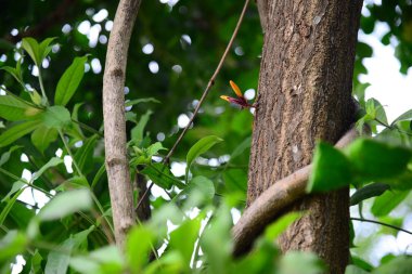 Orange Radermachera ignea çiçek