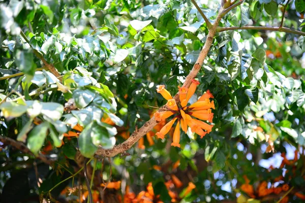 オレンジ Radermachera Ignea — ストック写真