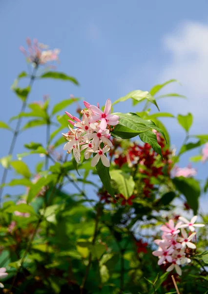 Růžový Květ Kopsia Blured Obloha — Stock fotografie