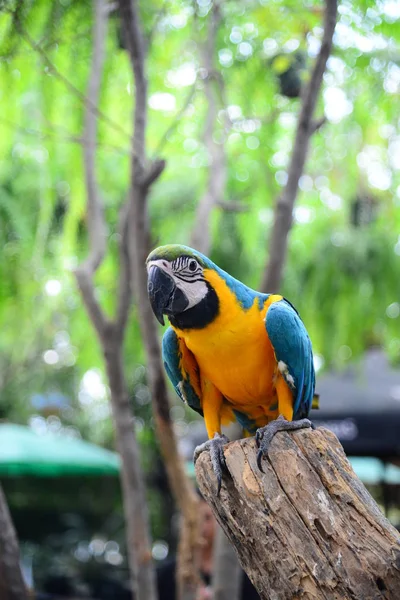 Nahaufnahme Von Bunten Amazonen Ara Vogel — Stockfoto