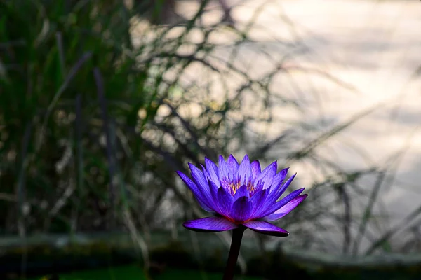 蓝花和紫罗兰莲花 背景模糊 免版税图库图片