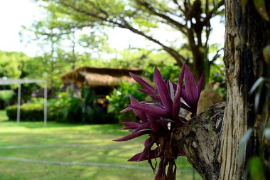 Mor Tradescantia Spathacea Bitkisi Ağacın arka planında patlamış
