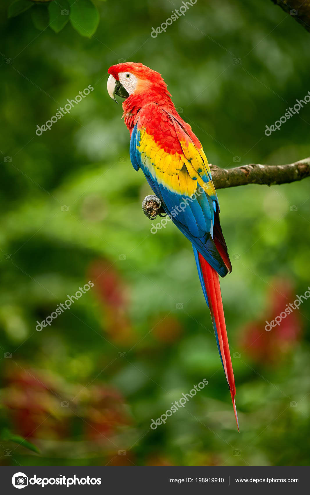 石をくり抜いたコンゴウインコの置物 メキシコ ジャングル 書く