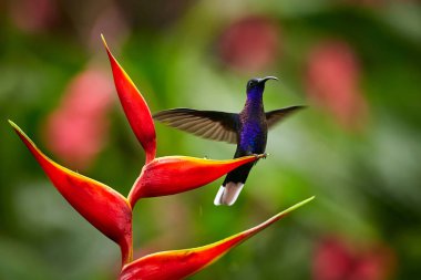 Menekşe Sabrewing Campylopterus hemileucurus, kırmızı heliconia çiçek uzanmış kanatlı üzerinde tünemiş. La Paz. Kosta Rika.