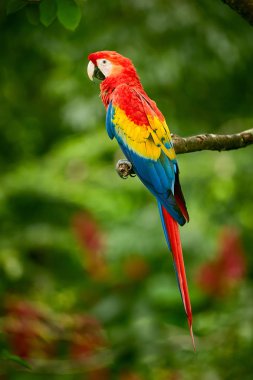 Koyu yeşil bitki örtüsü kırmızı papağan (Amerika papağanı papağan) sinek. Scarlet Macaw Ara macao, tropikal orman, Kosta Rika. Kırmızı kuş ormanın içinde. Papağan uçuş. Yaban hayatı sahne tropic doğadan.