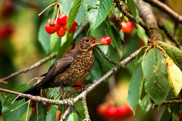 Kadın Avrupa üzerinde kiraz besleme karatavuk (Turdus merula). Yaban hayatı fotoğraf. 