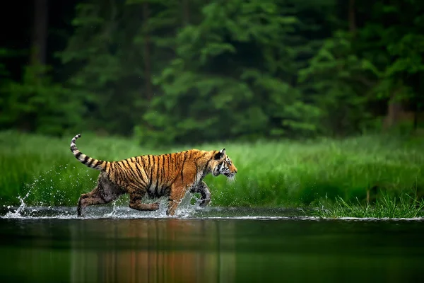 Amur Tige River Action Wildlife Scene Danger Animal Siberian Tiger — Stock Photo, Image