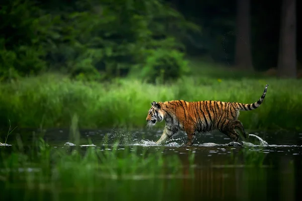 Amur Tige Fluss Action Tierwelt Szene Mit Gefährlichen Tieren Sibirischer — Stockfoto