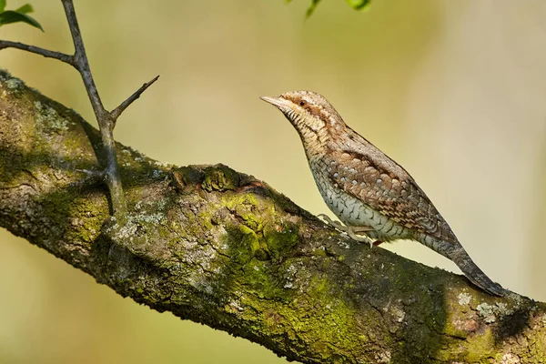 Eurasian Wryneck Jynx Torquilla Seduta Sul Ramo Prima Sfondo Verde — Foto Stock