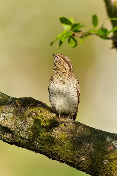 Eurasischer Ringelschwanz Jynx Torquilla Sitzt Auf Dem Ast Vor Grünem — Stockfoto