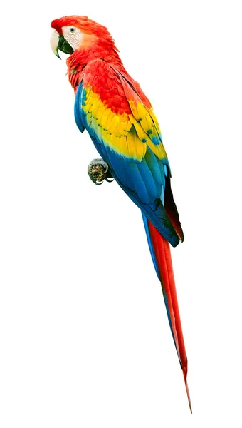 Scarlet Macaw Ara Macao Parrot Bird Isolated White Background Large — Stock Photo, Image