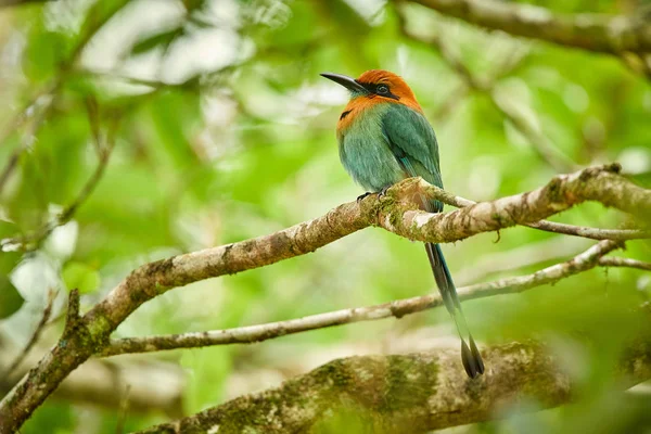 Broad-billed Motmot, Electron platyrhynchum  beautiful coloured bird sition on a branch. Wildlife animal from Costa Rica. Birds with long tail.