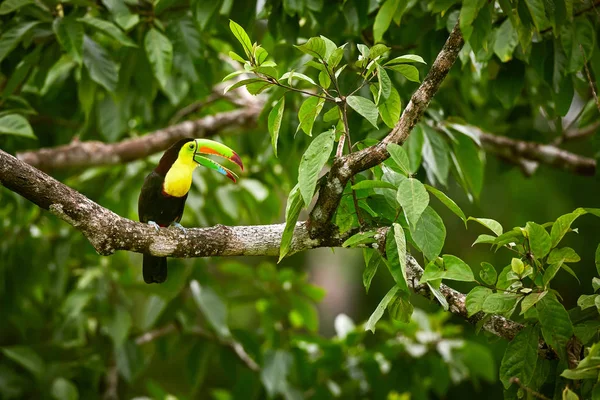 Portrait Keel Billed Toucan Ramphastus Sulfuratus Perched Branch Tropical Reserve — Stock Photo, Image